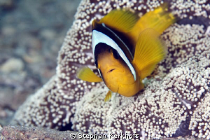 Clownfish taken with 180mm. by Stephan Kerkhofs 